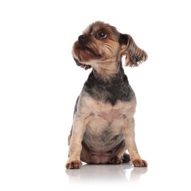 sevimli yorkshire terrier beyaz arka plan üzerinde arıyor