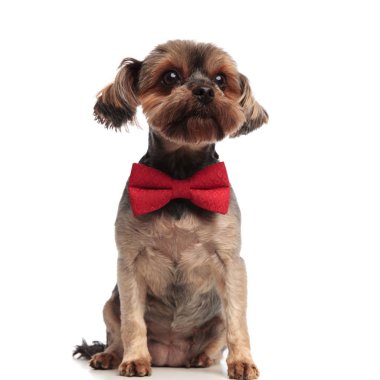 sevimli yorkshire terrier yukarı bakıyor ve beyaz backg üzerinde oturan