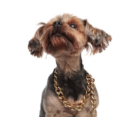 sevimli yorkshire terrier yaka giyen ve yukarı bakıyor