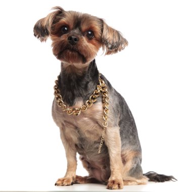 beyaz arka plan üzerinde yaka giyen sevimli yorkshire terrier