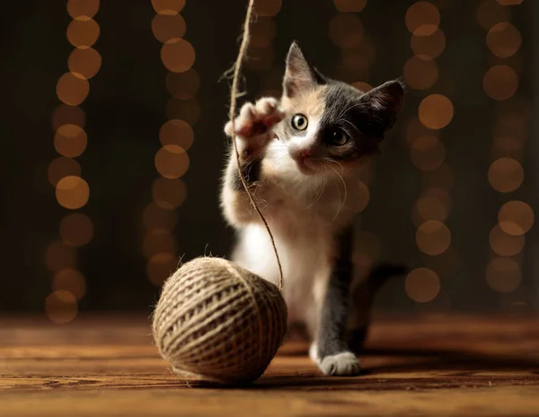 Metis kedi pençeleri ile iplik bir top kapma — Stok fotoğraf