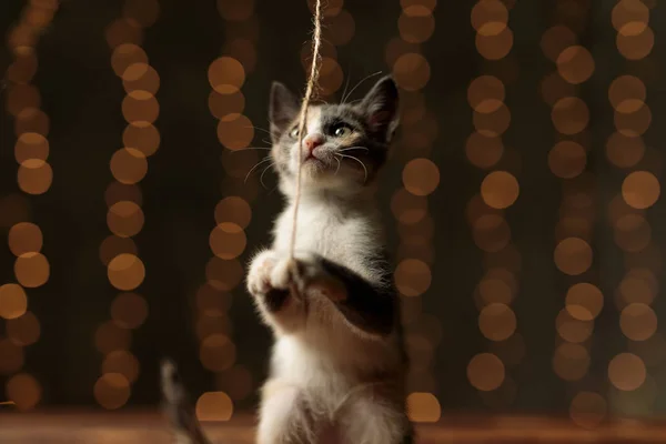 Metis gato de pé e agarrando um fio — Fotografia de Stock