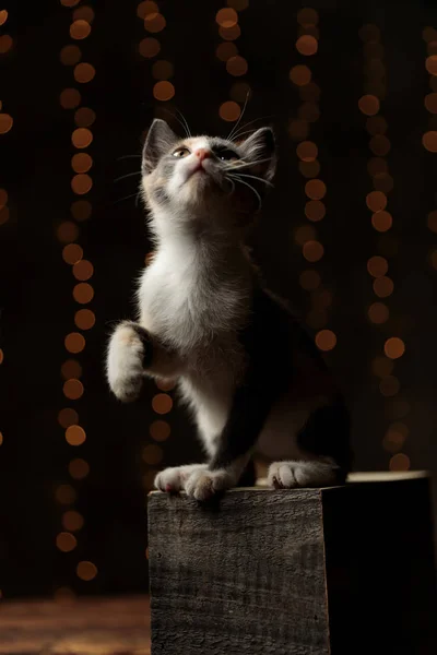 Метіс кіт дивлячись цікаво з однією піднятою лапою — стокове фото