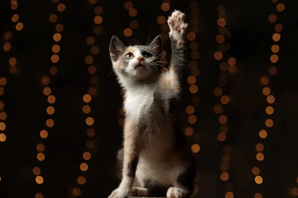 Metis kedi havada bir pençe ile oturuyor — Stok fotoğraf