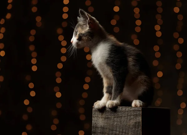 METiS macska ül egy fadobozban — Stock Fotó