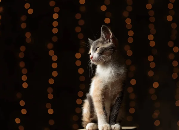 Metis kedi ayakta ve yanlara uykulu bakıyor — Stok fotoğraf