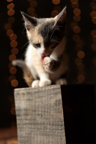 Metis gato lamiendo su pata — Foto de Stock