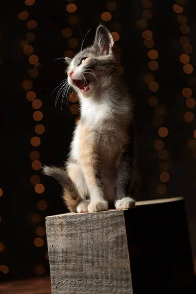 Metis gato sentado com a boca aberta com raiva — Fotografia de Stock