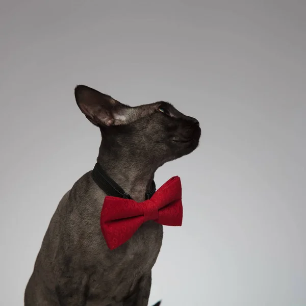 Bir papyon giyen sevimli metis kedi — Stok fotoğraf