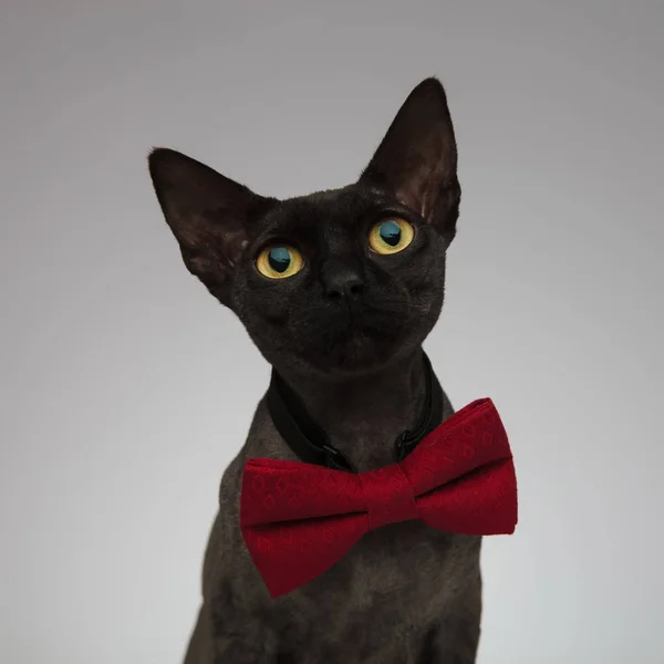 Adorable metis cat looking up on grey background — Stock Photo, Image