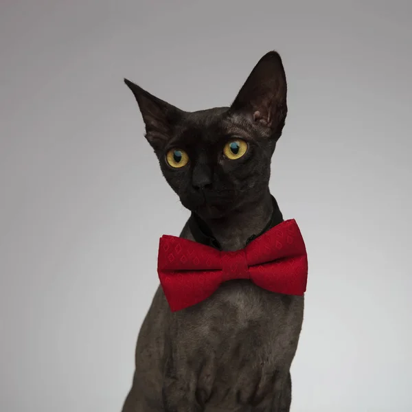 灰色の背景に蝶ネクタイを着用かわいいメティス猫 — ストック写真