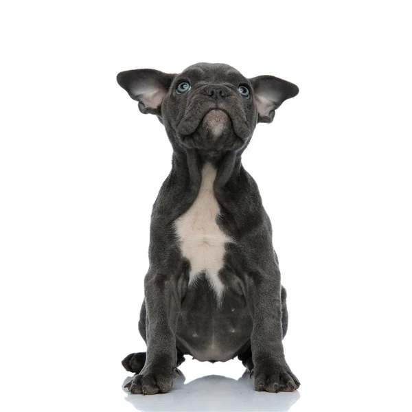 Cute american bully looking up and sitting on white background — Stock Photo, Image