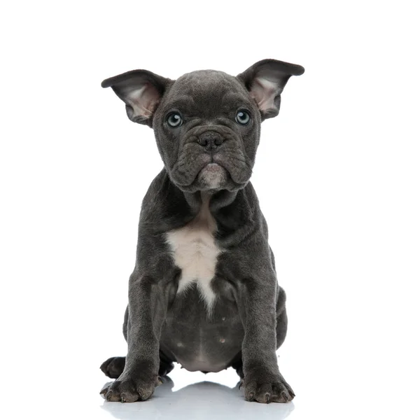 Adorable american bully sitting on white background — Stock Photo, Image