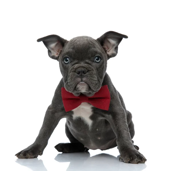 Adorable american bully wearing red bowtie on white background — Stock Photo, Image