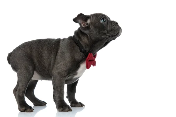 Lindo americano bravucón mirando hacia arriba y usando bowtie — Foto de Stock