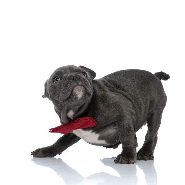 Söt amerikansk Bully spelar och bär röd bowtie på vit rygg — Stockfoto