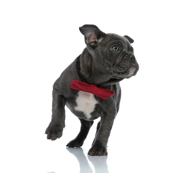 Cute american bully walking and wearing bowtie on white backgrou — Stock Photo, Image