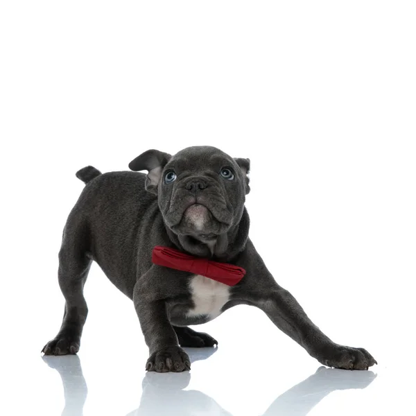 Adorable americano bravucón usando un rojo bowtie en blanco fondo — Foto de Stock