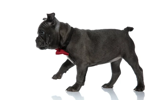 Lindo americano bully caminar y usar un bowtie — Foto de Stock