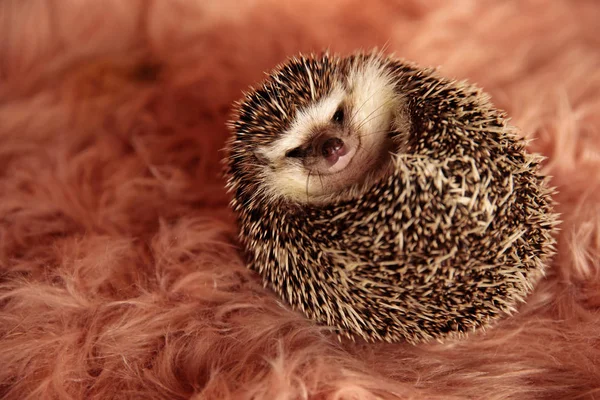 Hedgehog laying down on it's back — Stock Photo, Image