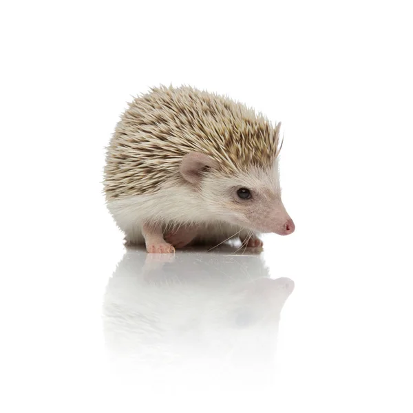 Adorable hodgehog assis sur fond blanc en studio — Photo