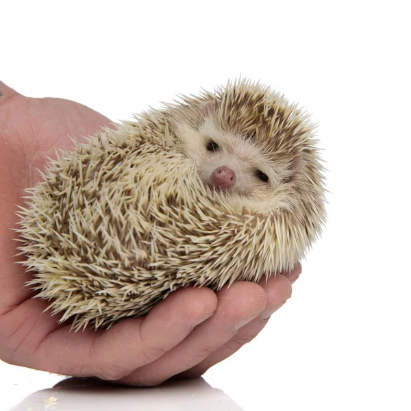 Schattige egel wordt gehouden in Palm — Stockfoto