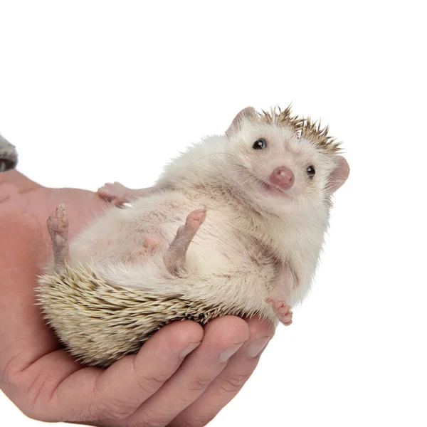 Adorable hedgehog being held in palm — Stock Photo, Image