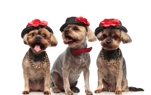 Family of three yorkshire terriers sticking out tongue — Stock Photo, Image