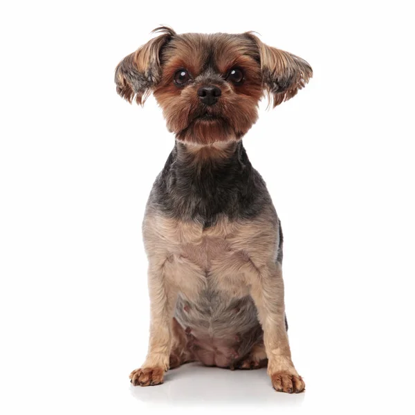 Adorable yorkshire terrier sitting isolated on white background — Stock Photo, Image