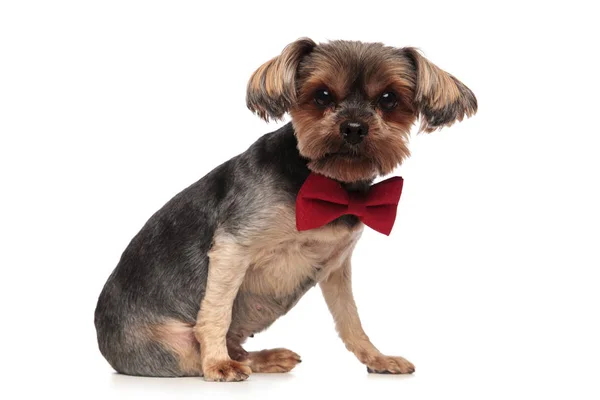 Söt Yorkshire Terrier klädd i bowtie på vit bakgrund — Stockfoto