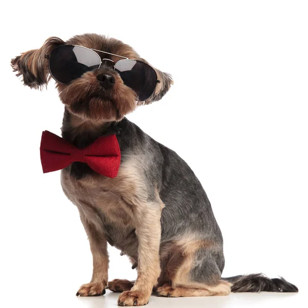 Adorable yorkshire terrier wearing sunglasses and red bowtie — Stock Photo, Image