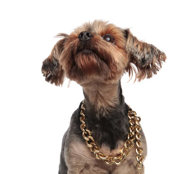 Adorable yorkshire terrier usando collar y mirando hacia arriba — Foto de Stock