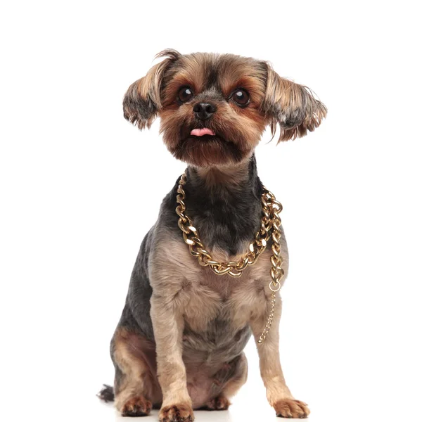 Young yorkshire terrier sticking out tongue on white background — Stock Photo, Image