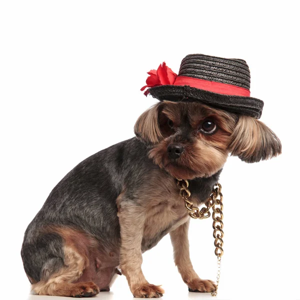 Adorable yorkshire terrier buscando a un lado sobre fondo blanco — Foto de Stock