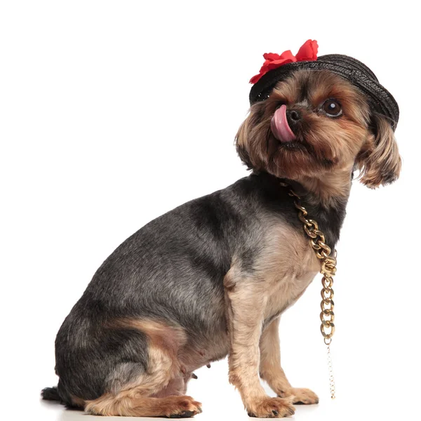 Sevimli yorkshire terrier burun yalama ve beyaz şapka giyen — Stok fotoğraf