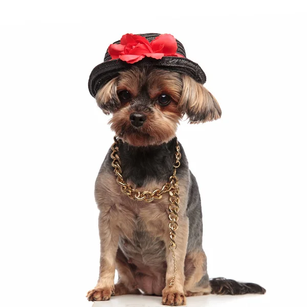 น่ารัก Yorkshire Terrier ใส่หมวกและคอบนพื้นหลังสีขาว — ภาพถ่ายสต็อก