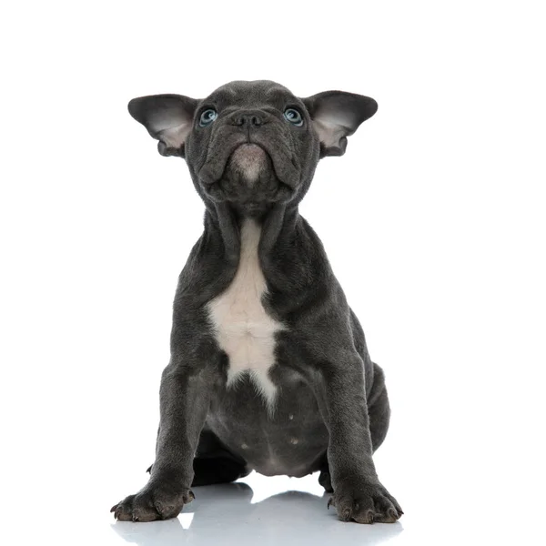Adorable american bully looking up on white background Stock Photo