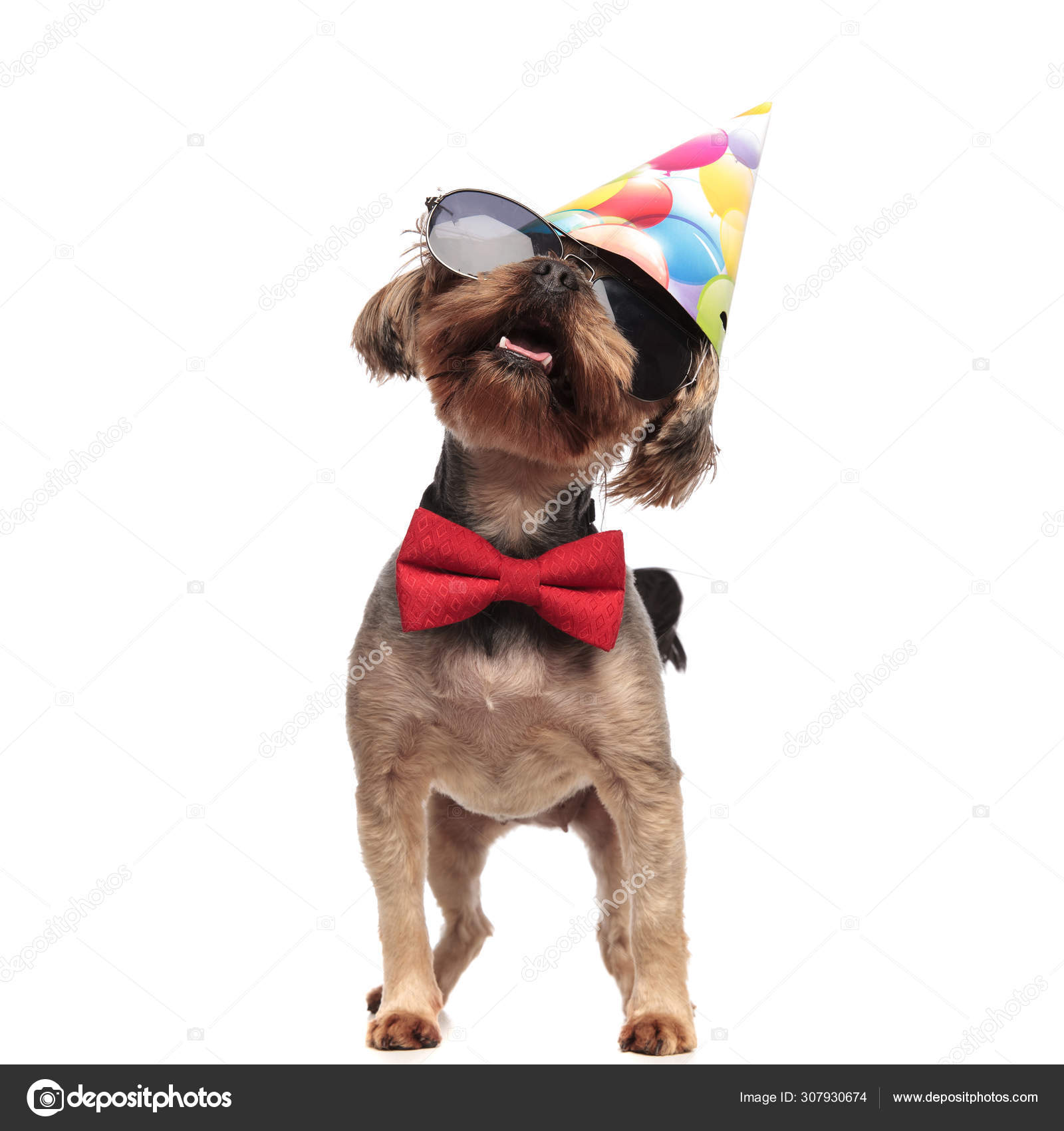 Photos De Petit Chien Joyeux Anniversaire Images De Petit Chien Joyeux Anniversaire Depositphotos