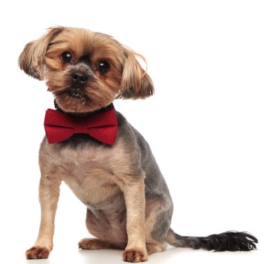 sevimli yorkshire terrier beyaz backgroun kırmızı papyon giyiyor