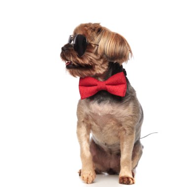 kırmızı papyon giyen yan bakarak sevimli yorkshire terrier