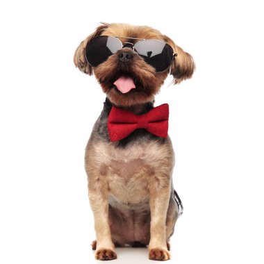 beyaz ba güneş gözlüğü ve papyon giyen sevimli yorkshire terrier
