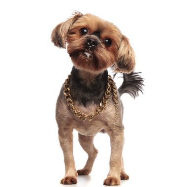 genç yorkshire terrier yukarı bakıyor ve yaka giyiyor