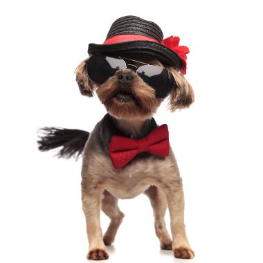 şapka, güneş gözlüğü ve kırmızı papyon giyen genç yorkshire terrier