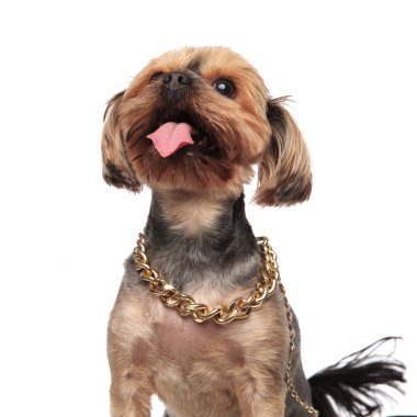 curiour yorkshire terrier yukarı bakıyor ve dil dışarı yapışma