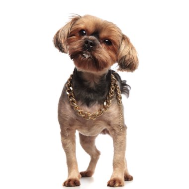 beyaz arka plan üzerinde yaka giyen sevimli yorkshire terrier