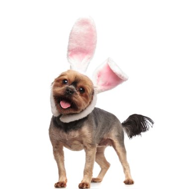 sevimli yorkshire terrier beyaz backgrou tavşan kulakları giyiyor