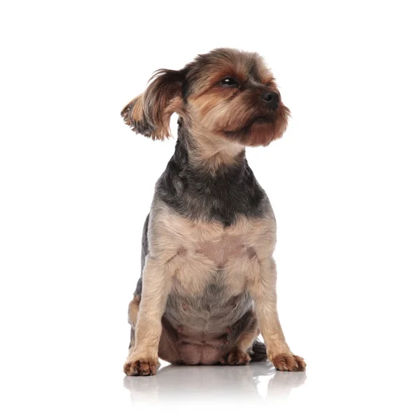 Stolzer yorkshire terrier schaut zur seite auf weißem hintergrund — Stockfoto