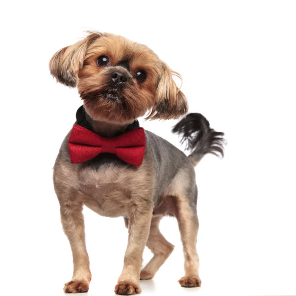 Jovem yorkshire terrier vestindo bowtie vermelho no fundo branco — Fotografia de Stock