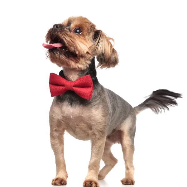 Yorkshire Terrier grając i ubrany w czerwoną Bowtie na białym ekspresyjne — Zdjęcie stockowe