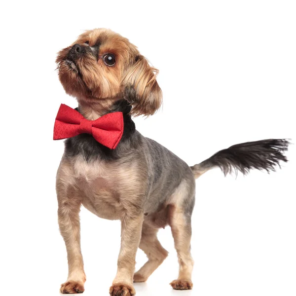 Schattig Yorkshire Terriër opzoeken en dragen van rode bowtie — Stockfoto